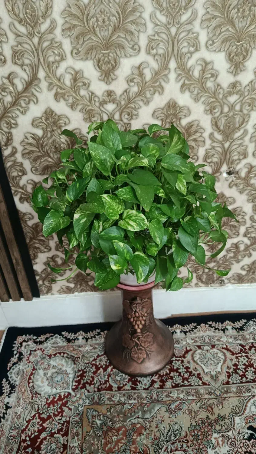 گل طبیعی|گل و گیاه طبیعی|بروجرد, |دیوار