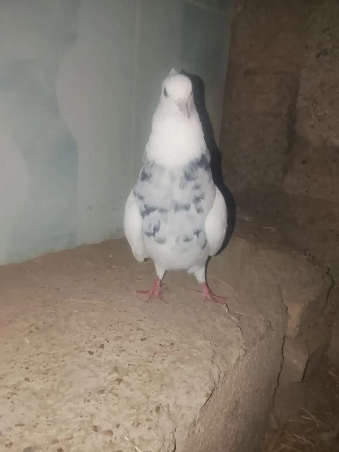 طوقی|پرنده|باوی, |دیوار