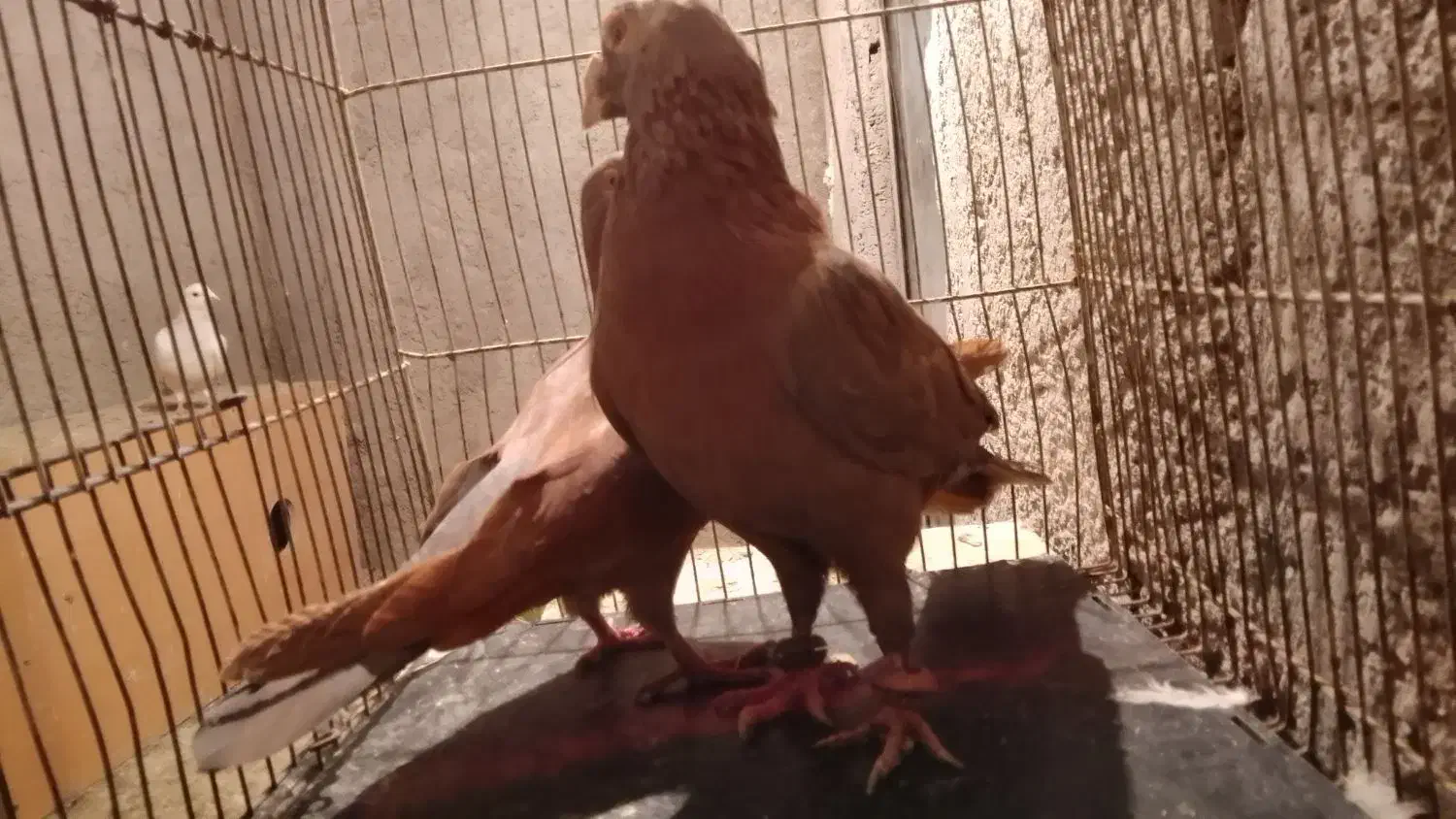 کبوتر شهرستانی آلمانی پلاکی سرور پلنگ|پرنده|بومهن, |دیوار