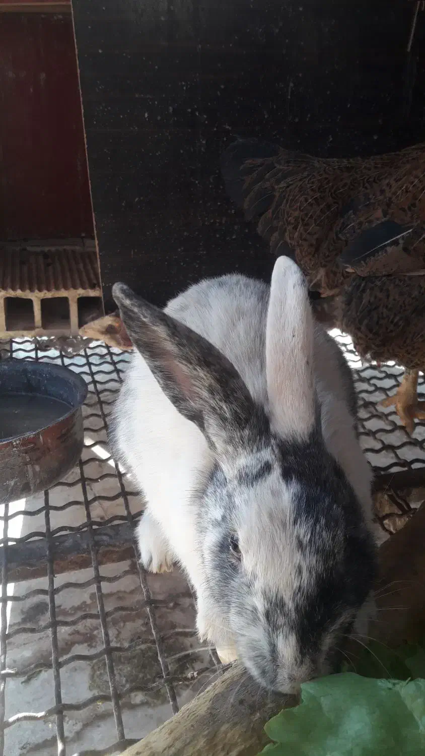 فروش خرگوش های زیبا و باهوش|موش و خرگوش|ری, جوانمرد قصاب|دیوار