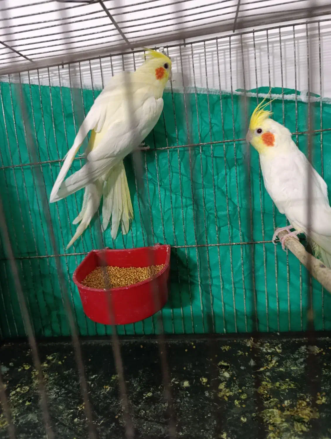 عروس لوتینو|پرنده|گرگان, |دیوار