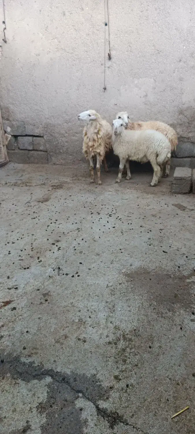 بره|حیوانات مزرعه|بندرعباس, |دیوار