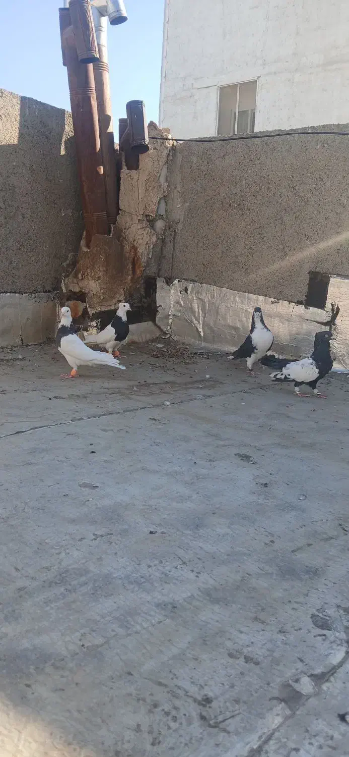 کبوترکفتر|پرنده|مشهد, آزادشهر|دیوار