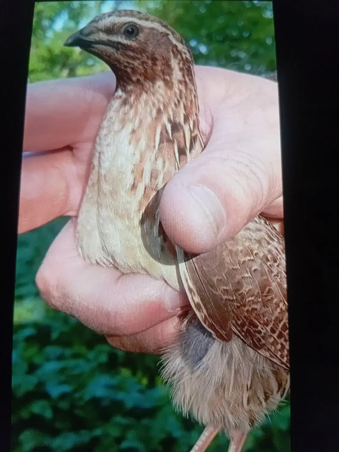 بدبده بخون صحرایی|پرنده|دره رود, |دیوار