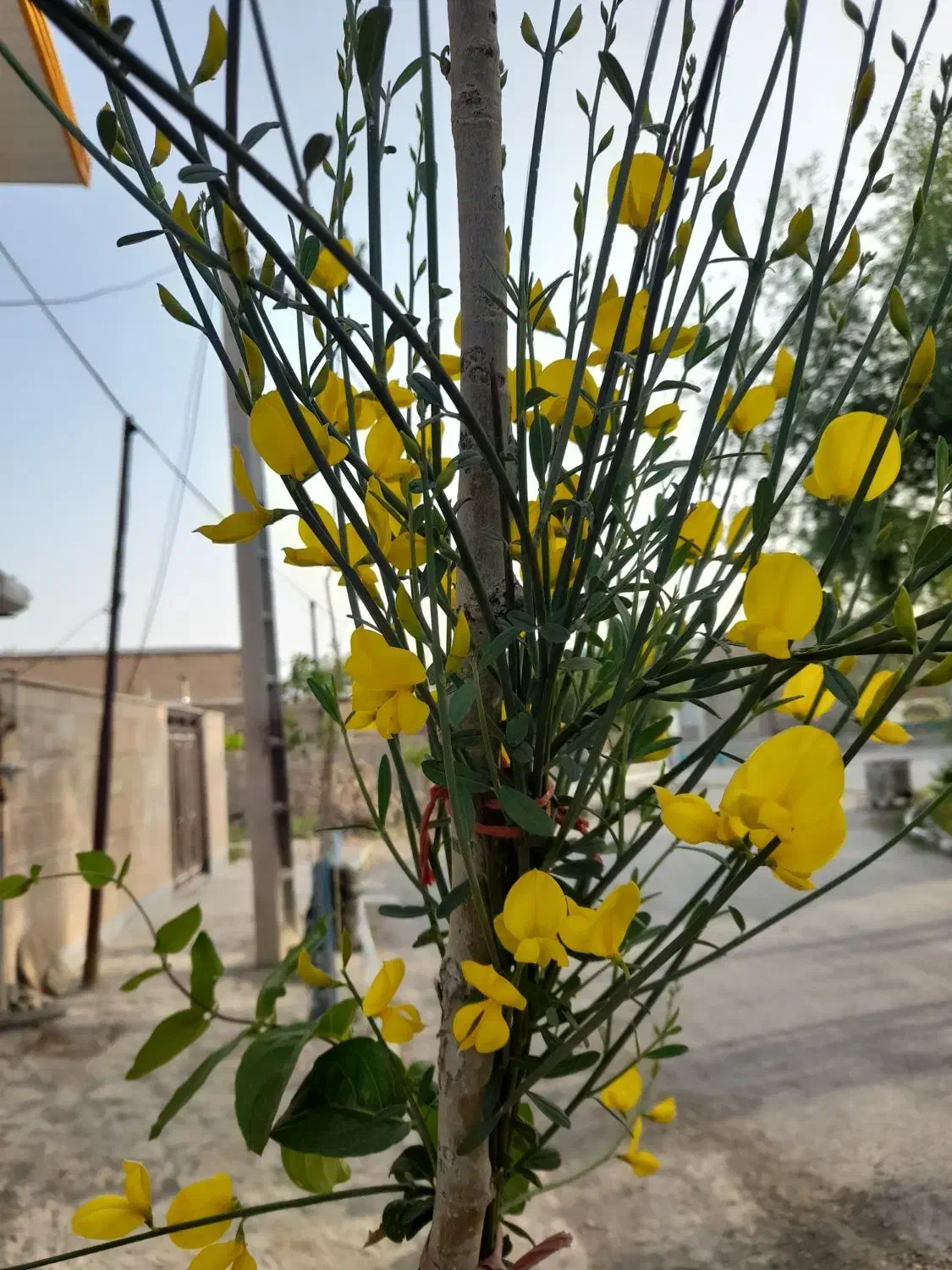 هرس حرفه ای|خدمات باغبانی و درختکاری|قره چای, |دیوار