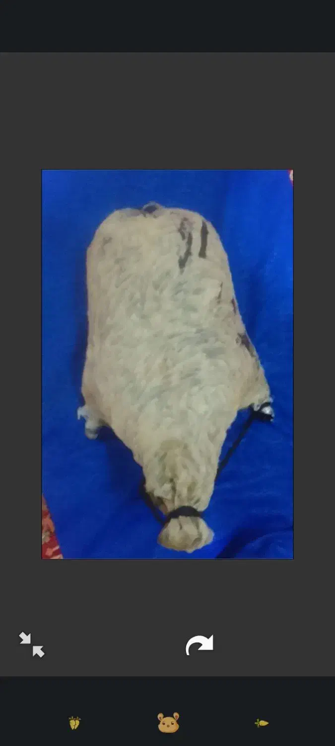 خیگ روغنی|ظروف نگهدارنده، پلاستیکی، یکبارمصرف|باغ ملک, |دیوار