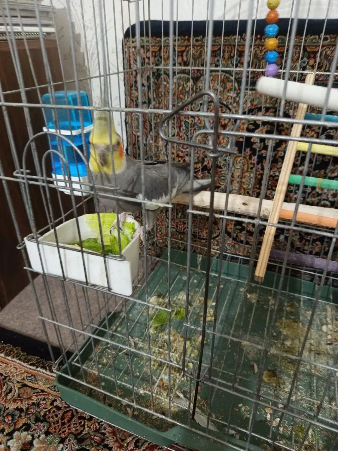 عروس هلندی با تخم|پرنده|ابهر, |دیوار