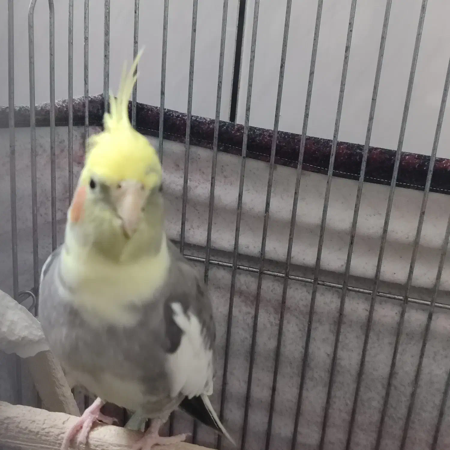 عروس هلندی جفت|پرنده|کاشان, فاز ۲ ناجی آباد|دیوار