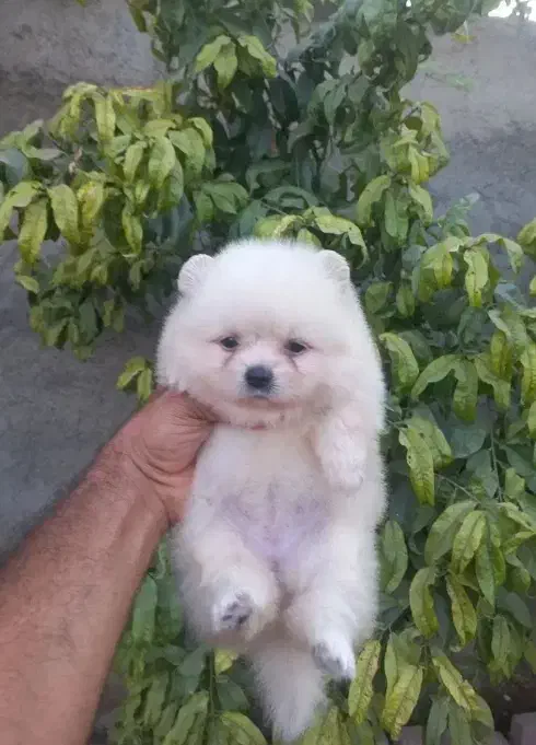 پامر خرسی|سگ|قزوین, |دیوار