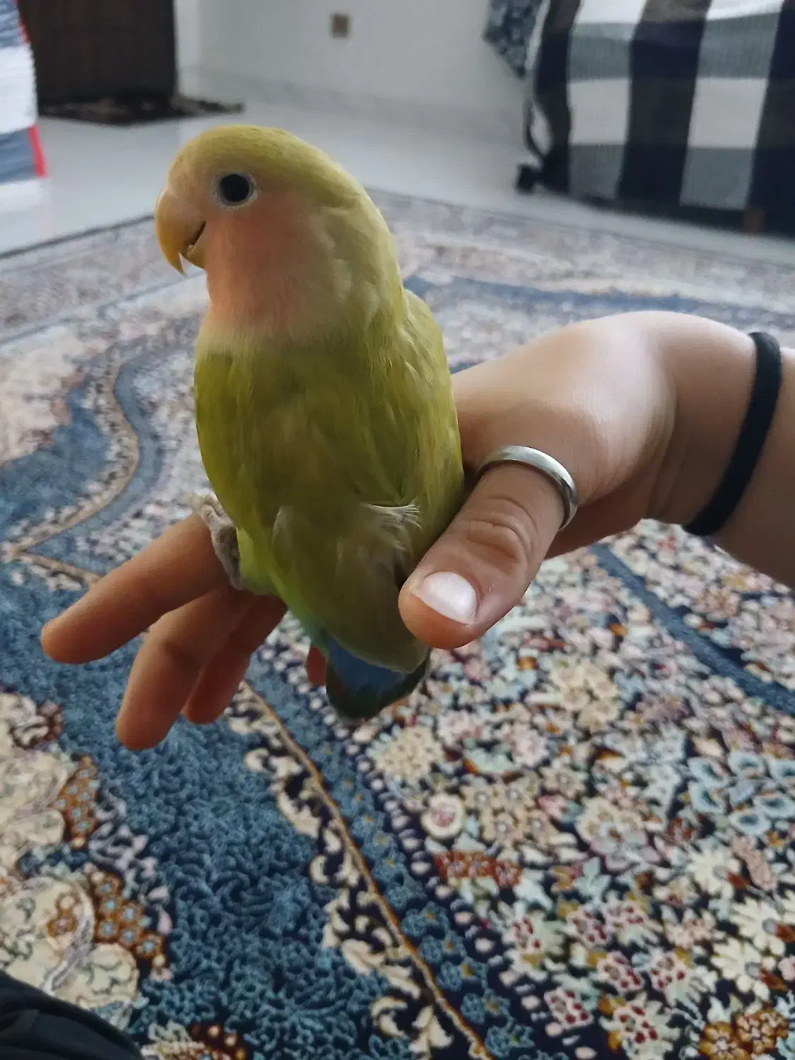 طوطی برزیلی جفت|پرنده|ابهر, |دیوار