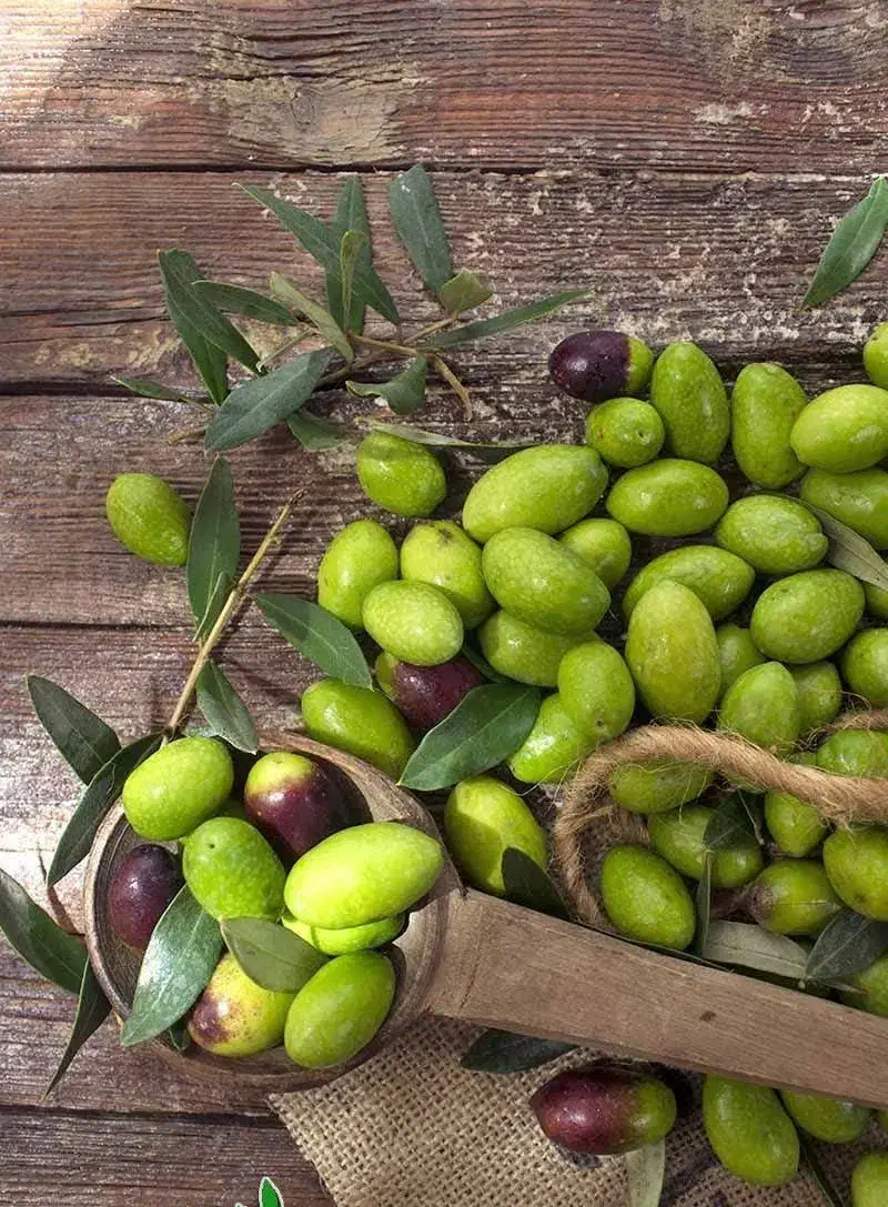 عرضه نهال زیتون خوشه ای درشت دیرگل|خدمات باغبانی و درختکاری|اقبالیه, |دیوار