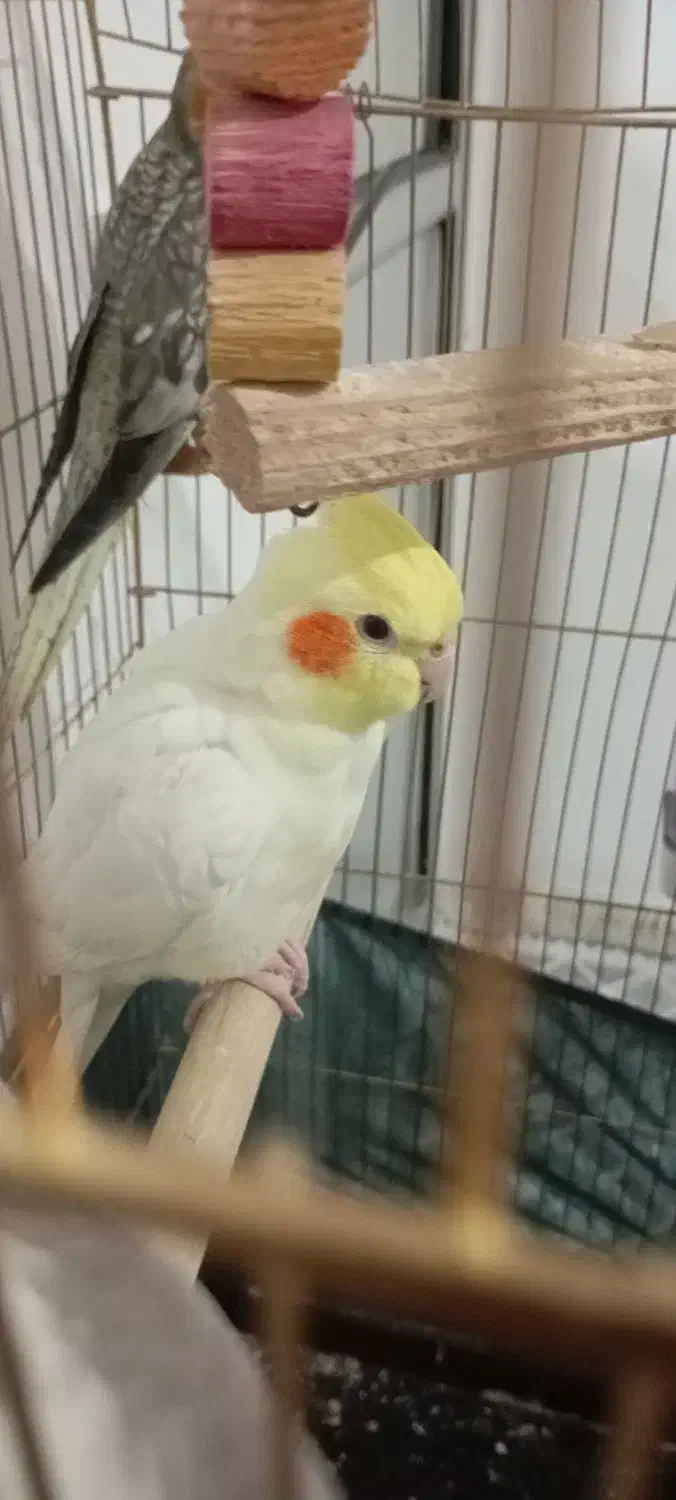 عروس هلندی|پرنده|شهریار, شهریار|دیوار