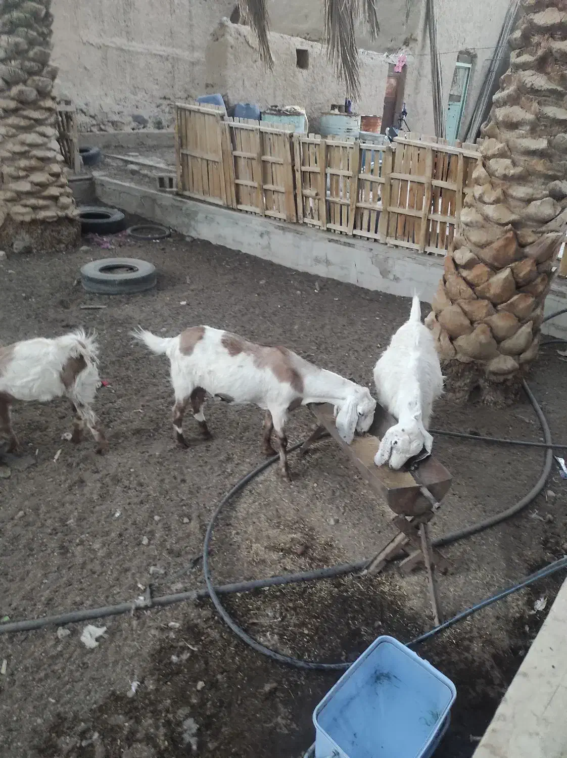 السلام علیکم ،چهارتاگوسفندسه بز ویک تروشت|حیوانات مزرعه|سراوان, |دیوار