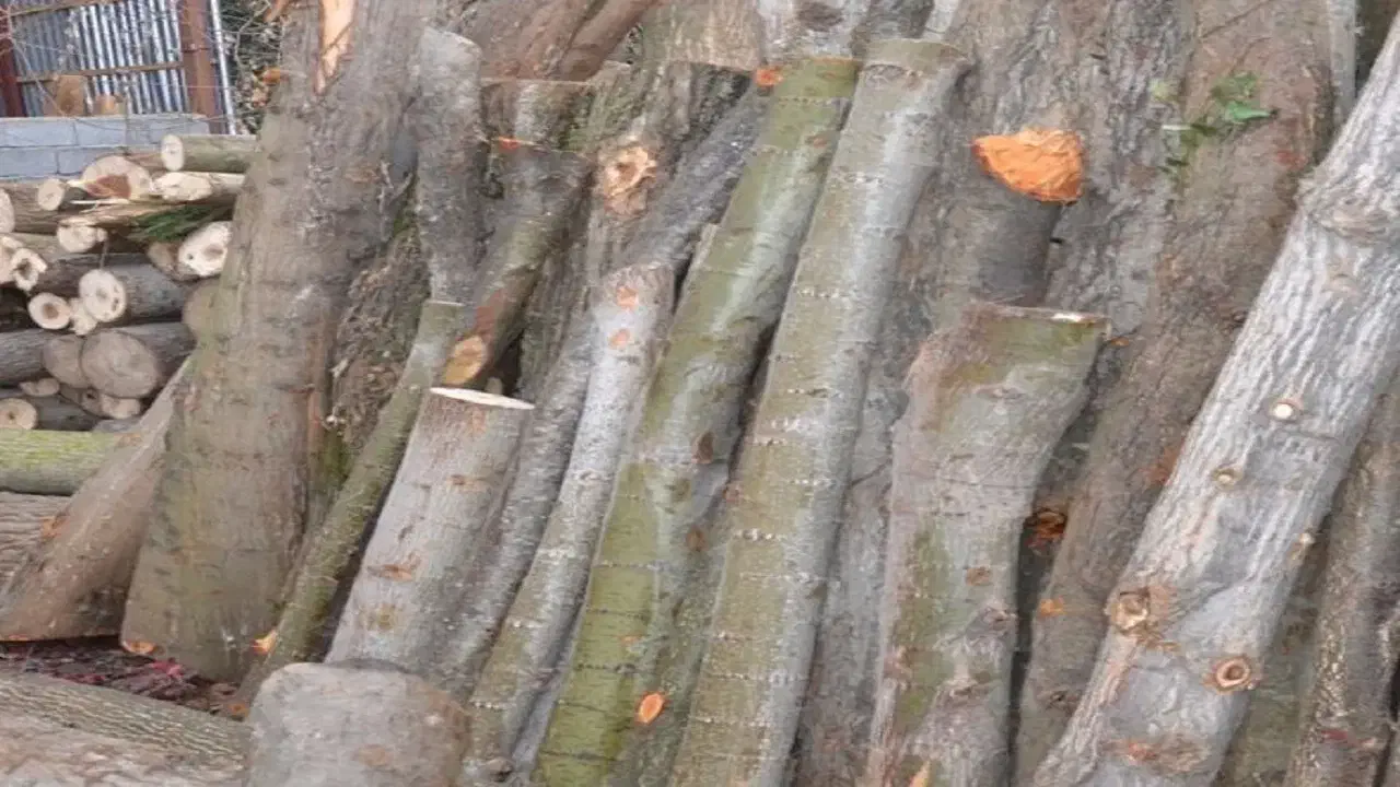 خریدار چوب میوه|خدمات باغبانی و درختکاری|تاکستان, |دیوار