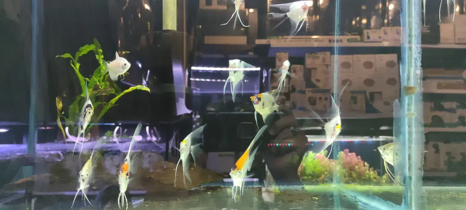 ماهی آنجل و گورامی|ماهی|شیراز, شهرک سراج‎|دیوار