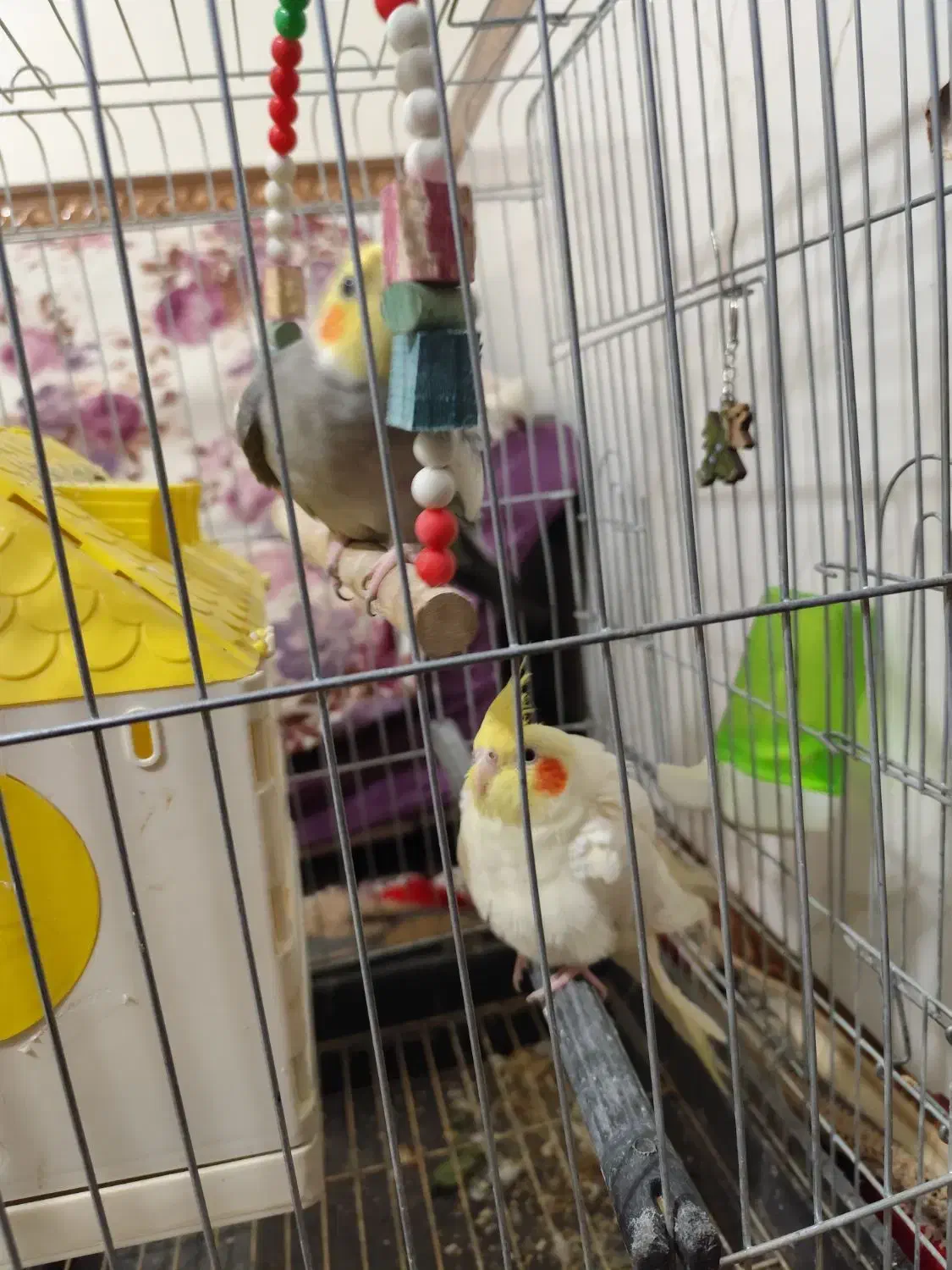 پرنده|پرنده|پاکدشت, شهرک امام رضا|دیوار