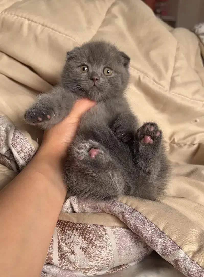 زیباترین گربه‌های خونگی با تربیت عالی|گربه|اصفهان, خواجو|دیوار