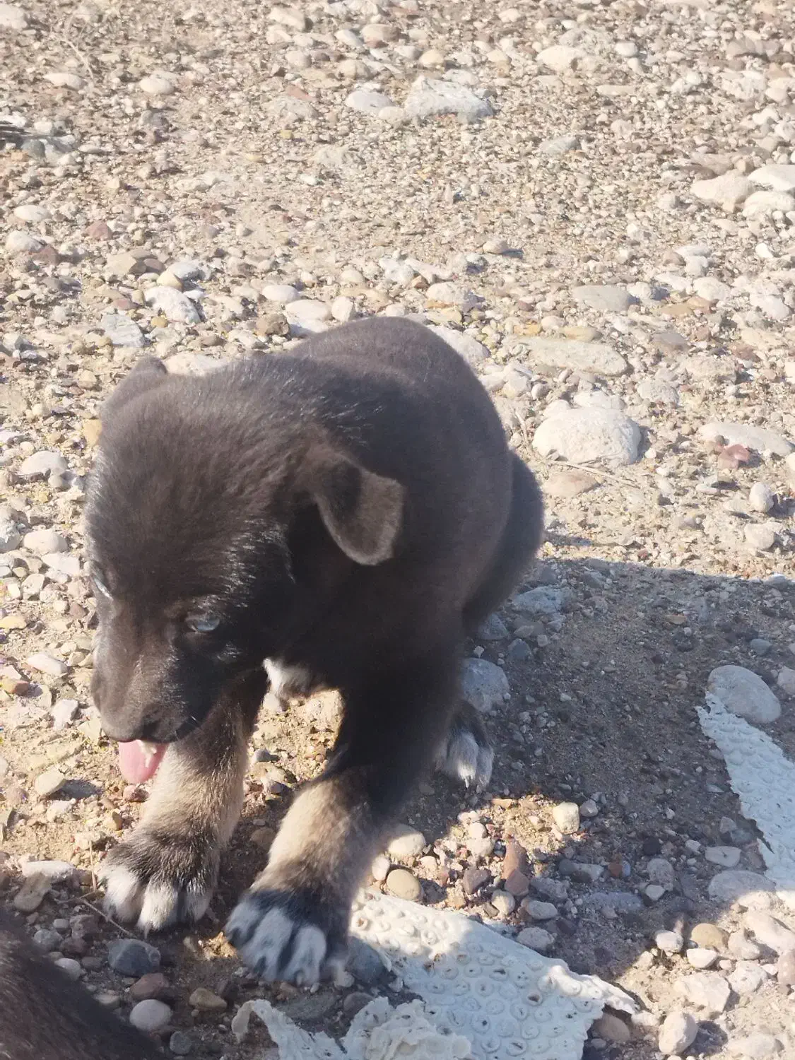 سگ دورگ|سگ|جهرم, |دیوار