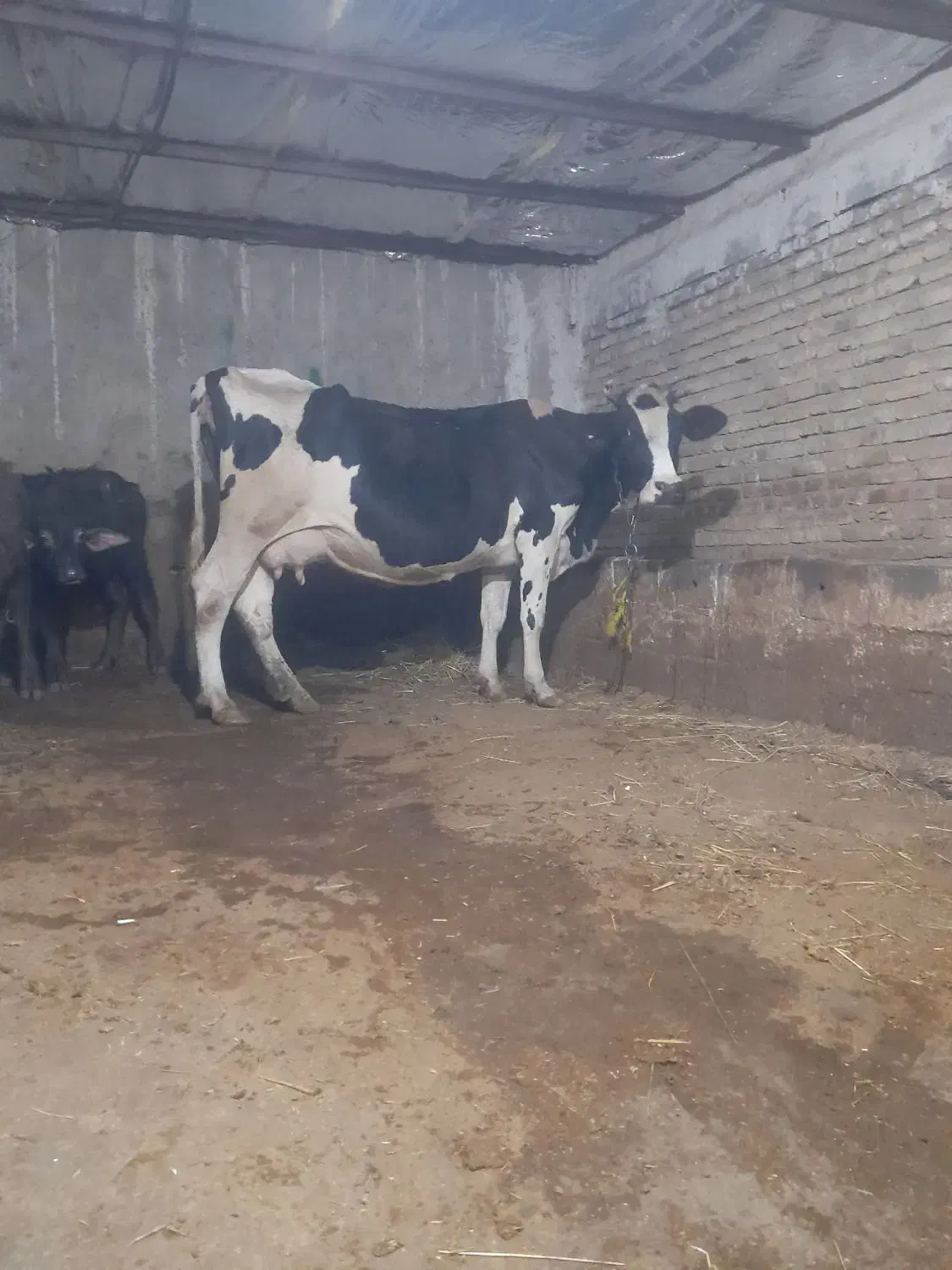 گاو گوشوتی|حیوانات مزرعه|مهربان, |دیوار