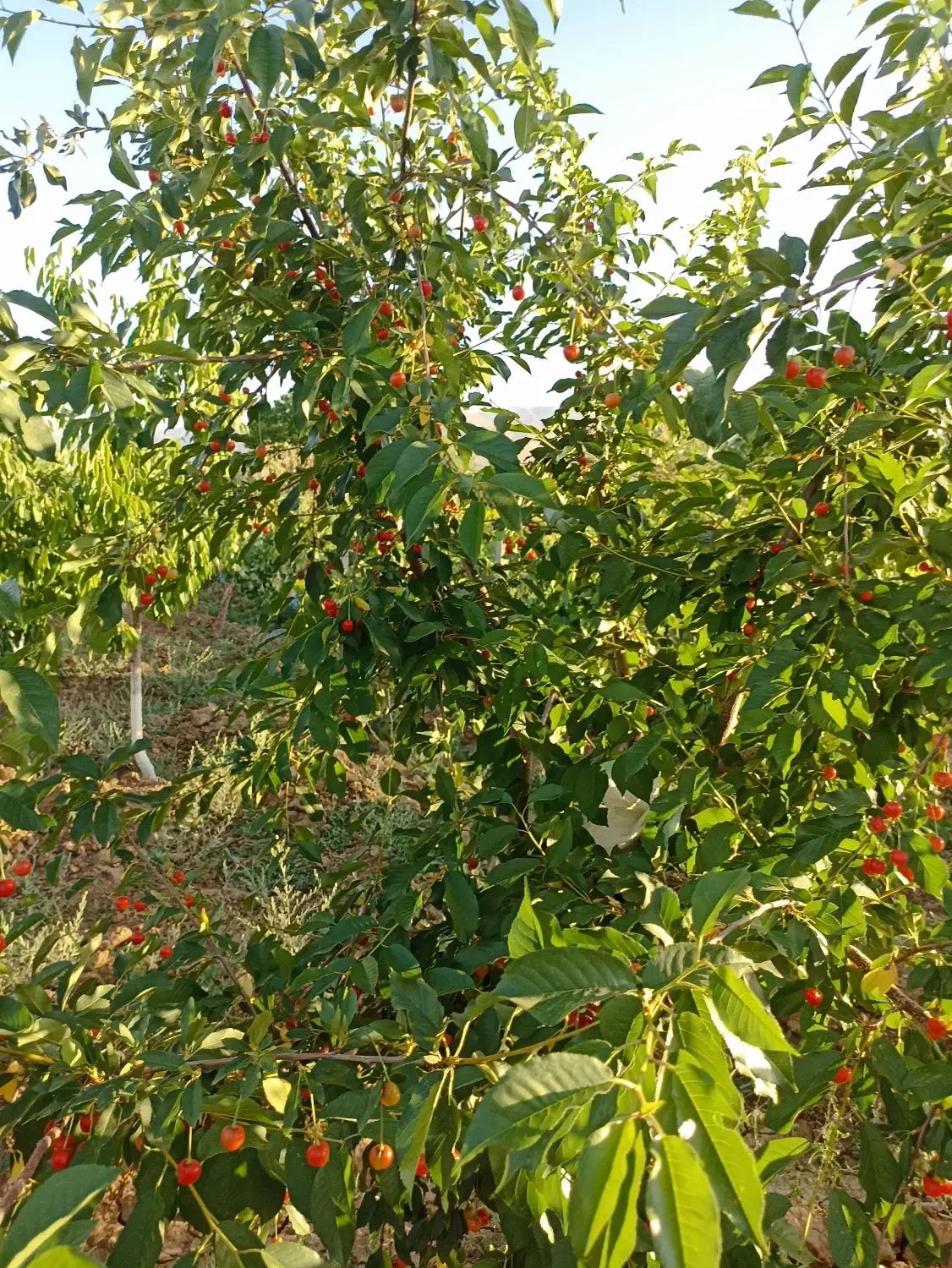 باغ سرسبز 3690 متر فنس کشی شده غرق آباد نوبران|فروش زمین و ملک کلنگی|نوبران, |دیوار