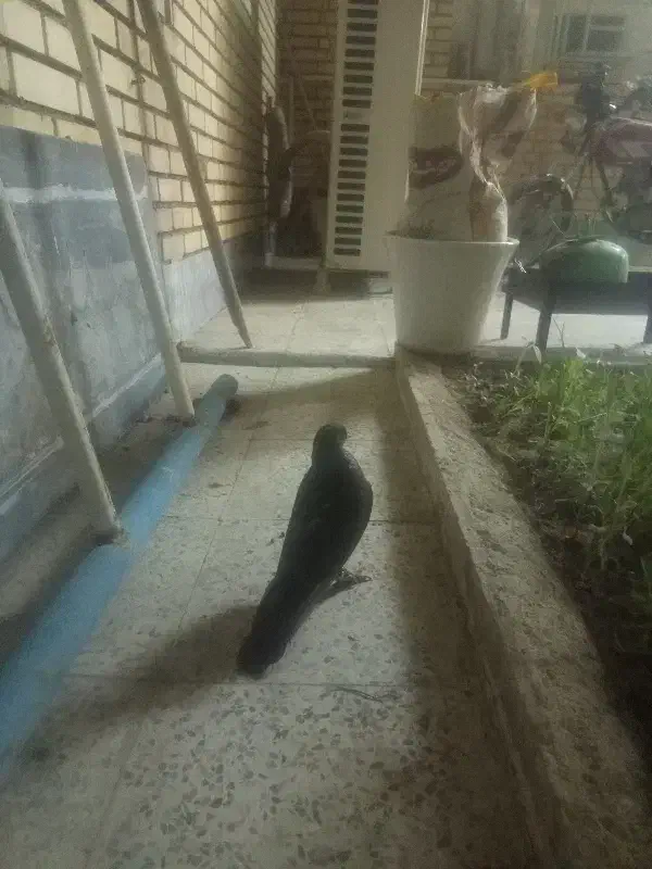 کبوتر موشی پا پری سالم فقط یکم نکش کل|پرنده|رامهرمز, |دیوار