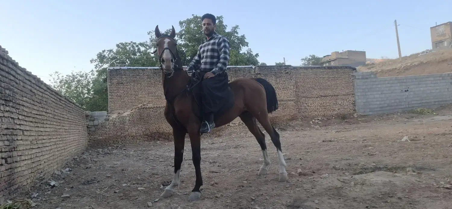 اسب دره شور|اسب و تجهیزات اسب‌سواری|شهرکرد, |دیوار