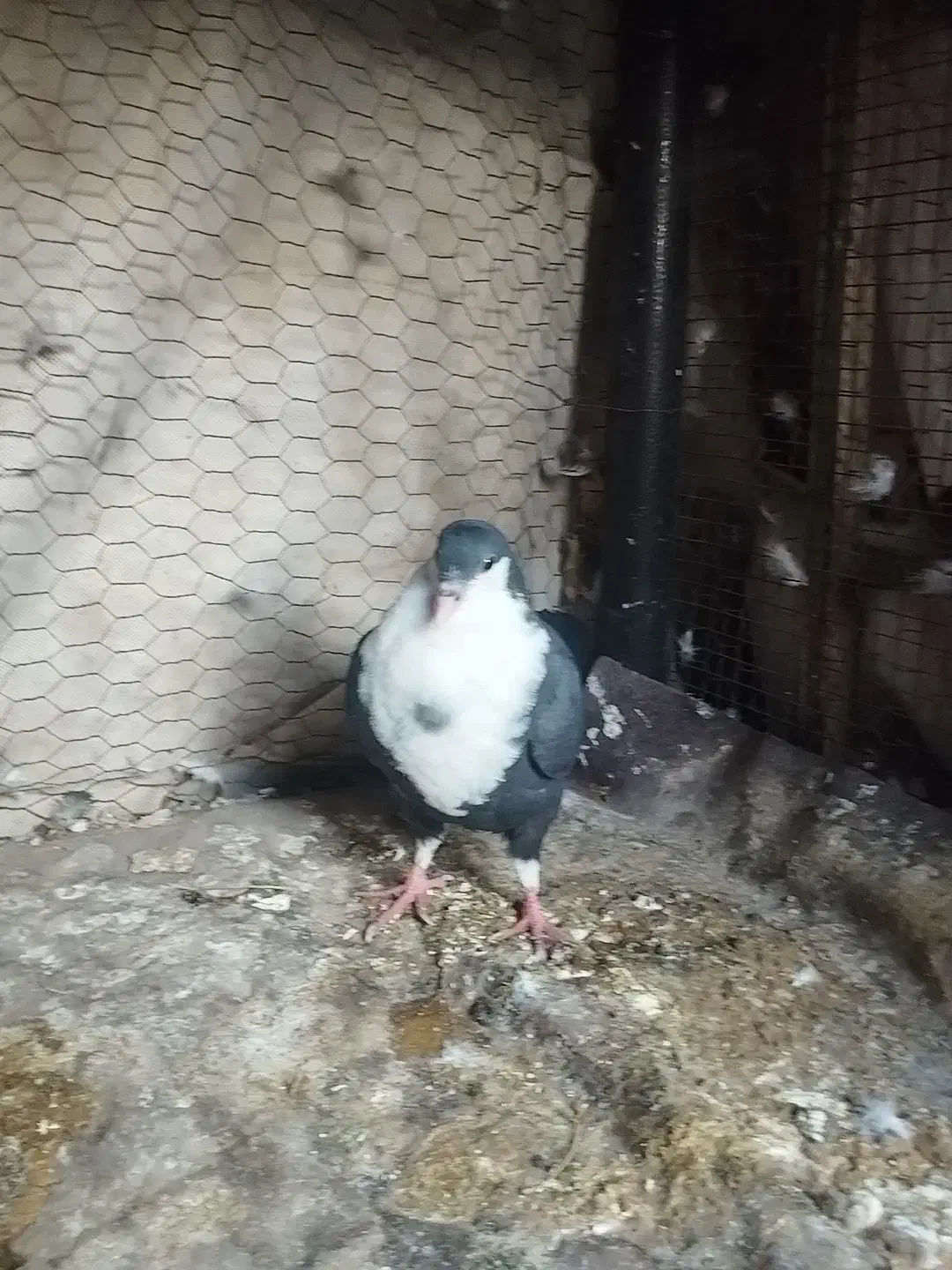 کبوتر کرواتی|پرنده|مشهد, رضاشهر|دیوار