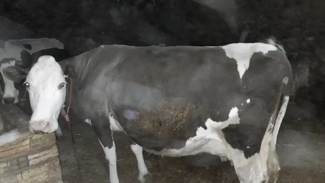 با سلام یک عدد گاو سیمینتالاصل|حیوانات مزرعه|میانه, |دیوار