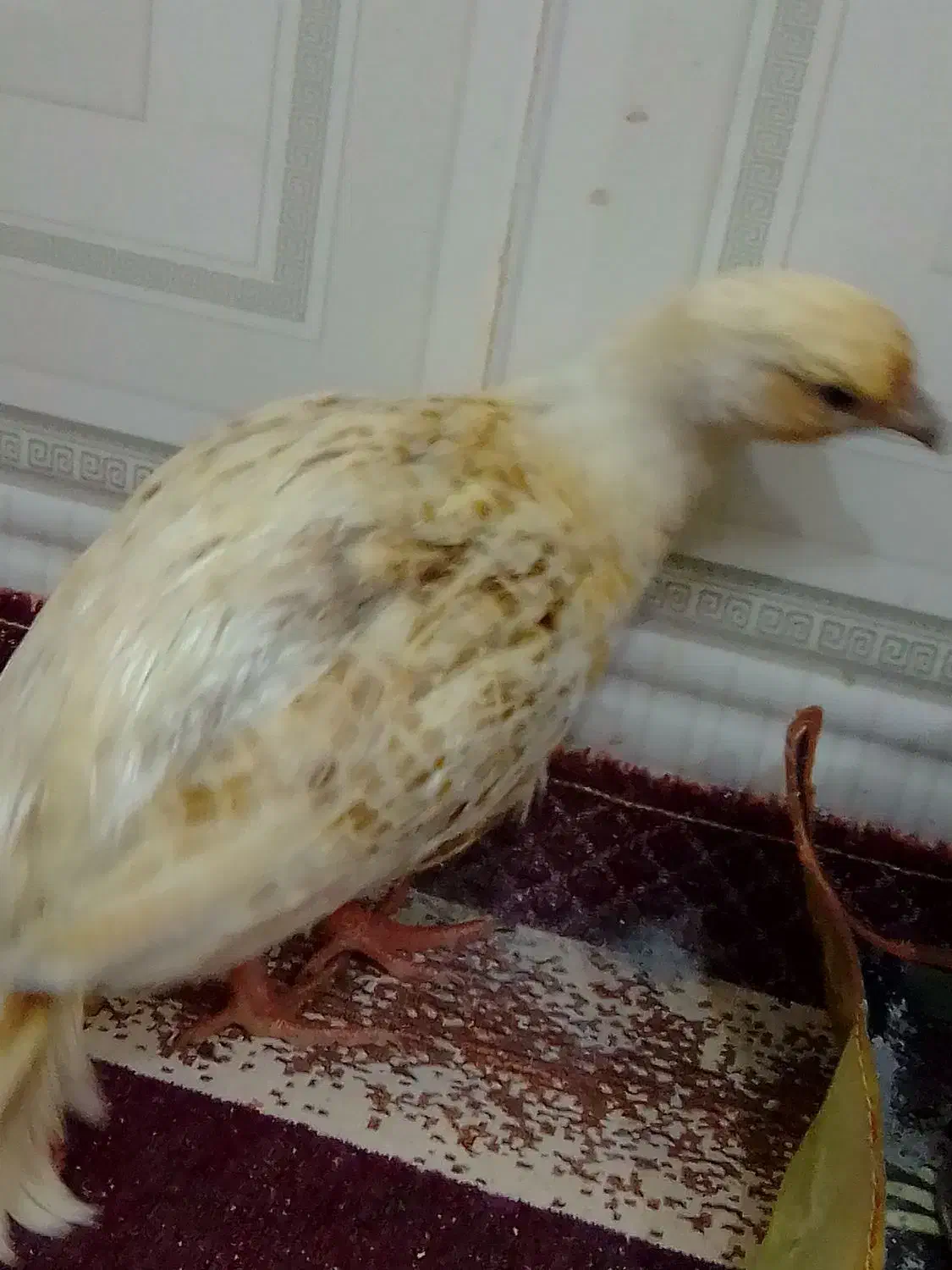 مرغ آشتی آلبینو|حیوانات مزرعه|بندرعباس, |دیوار