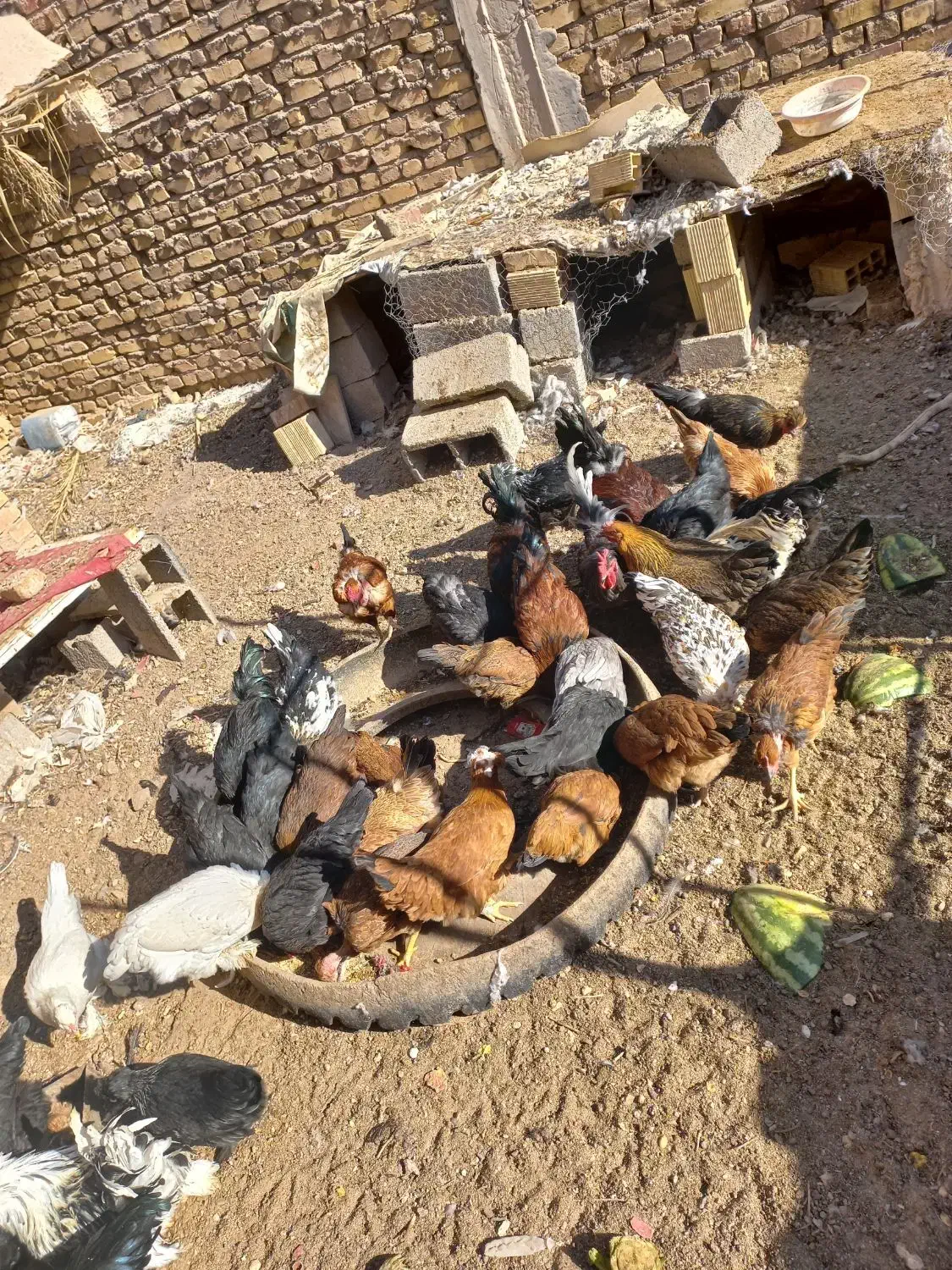 تخمرغ نطفه دار گلین سلطان گردن لخت|حیوانات مزرعه|رفسنجان, |دیوار