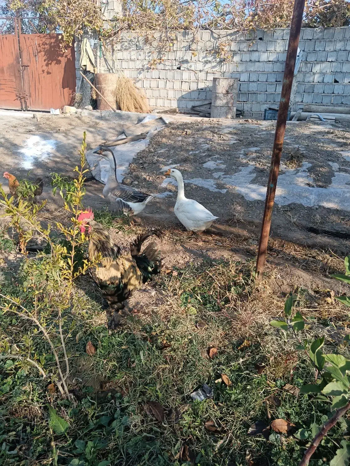 قوقاز|حیوانات مزرعه|تسوج, |دیوار