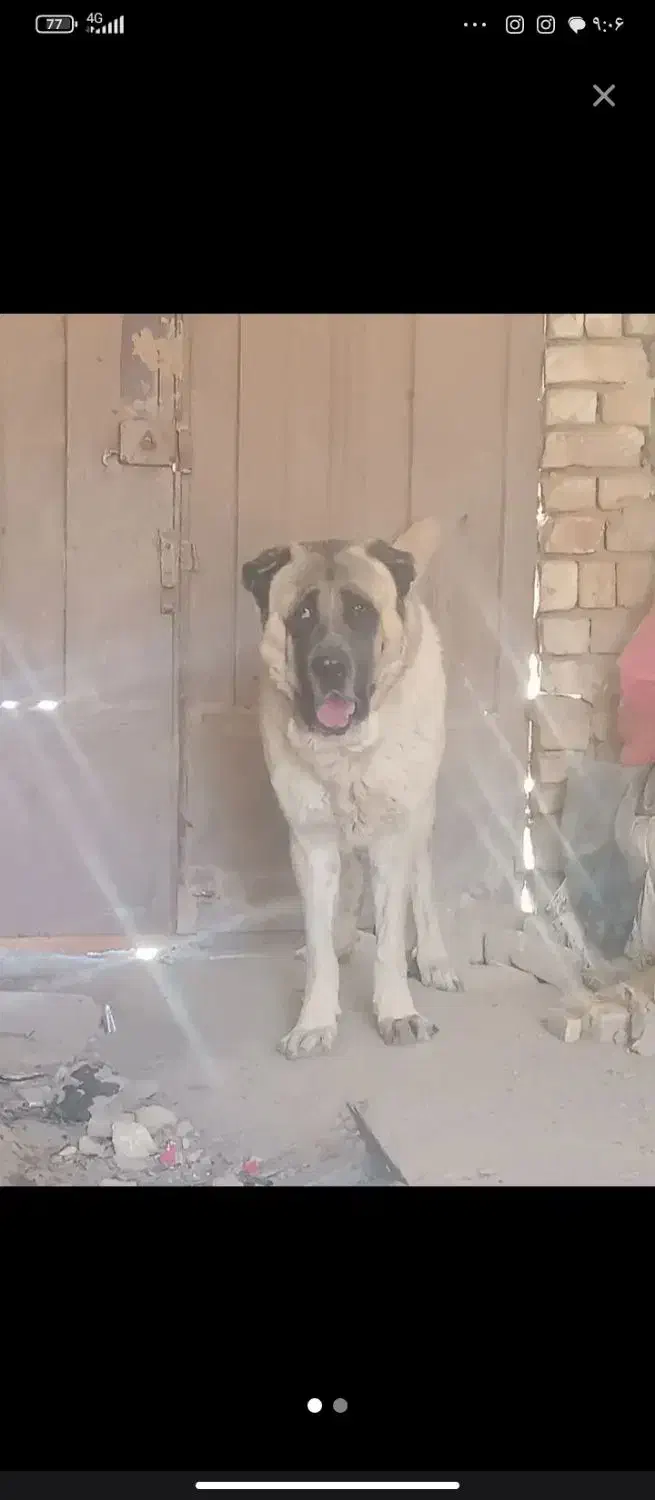 سگ سرابی|سگ|جیرفت, |دیوار