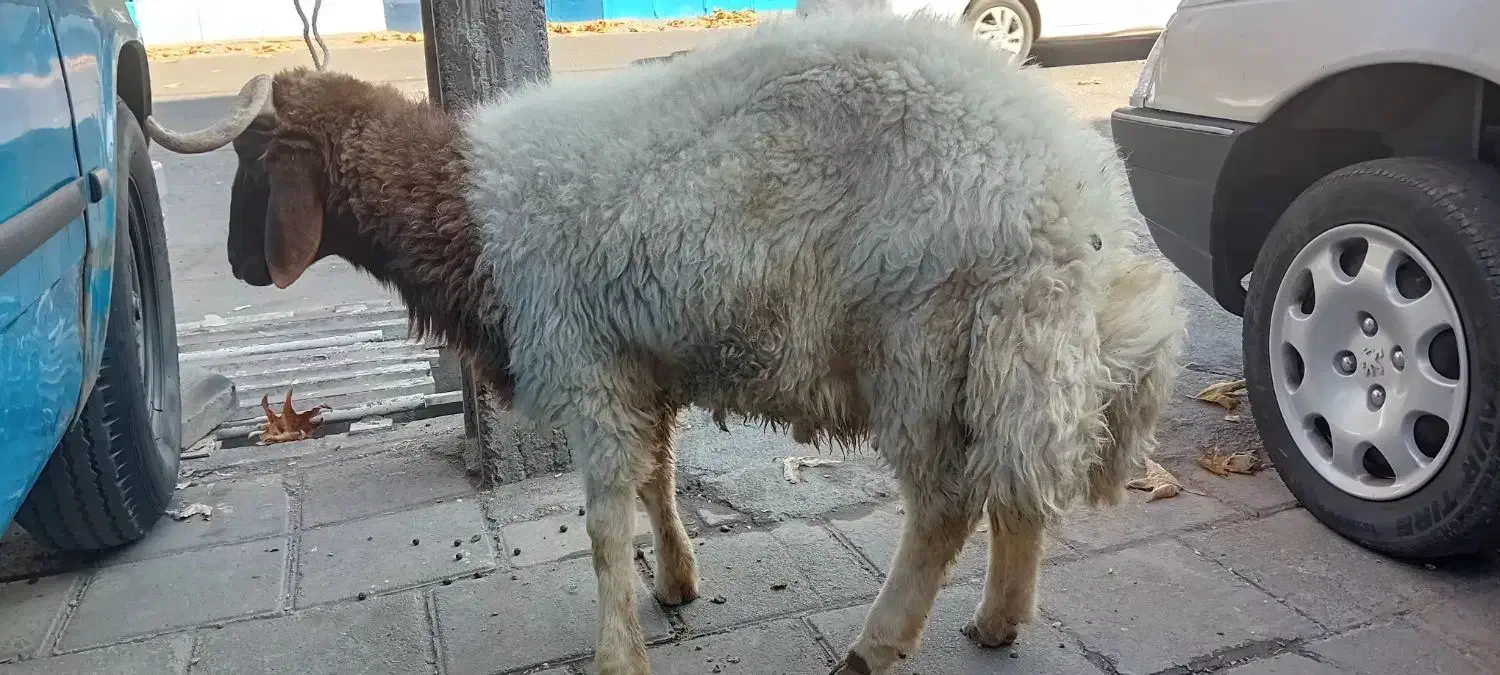 ذبح سلاخی گاو گوسفند|خدمات پذیرایی، مراسم|خوی, |دیوار