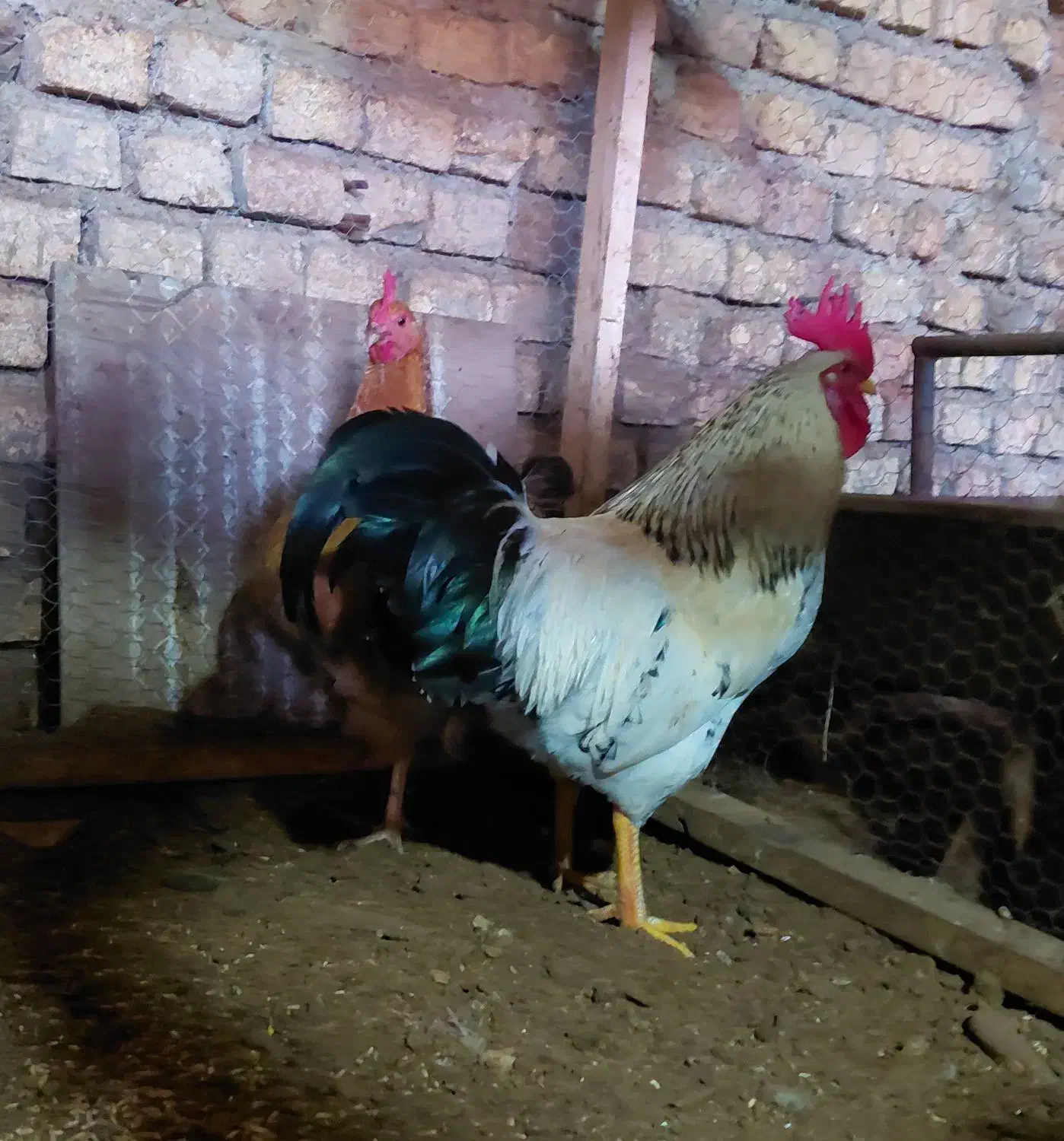 محلیلاری|حیوانات مزرعه|مزرعه کتول, |دیوار