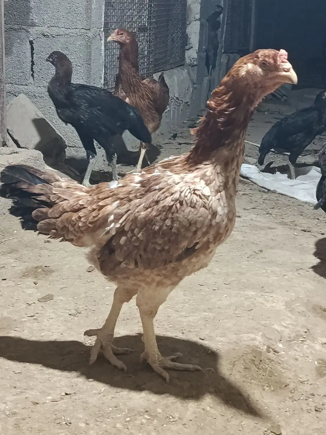 خروس مرغ و جوجه|حیوانات مزرعه|بندر دیر, |دیوار