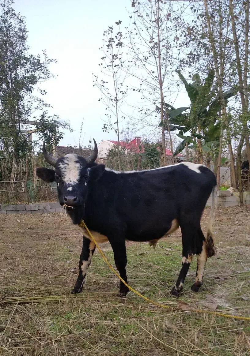 ورزا سیاه سل چالوسی|حیوانات مزرعه|رشت, حومه رشت|دیوار