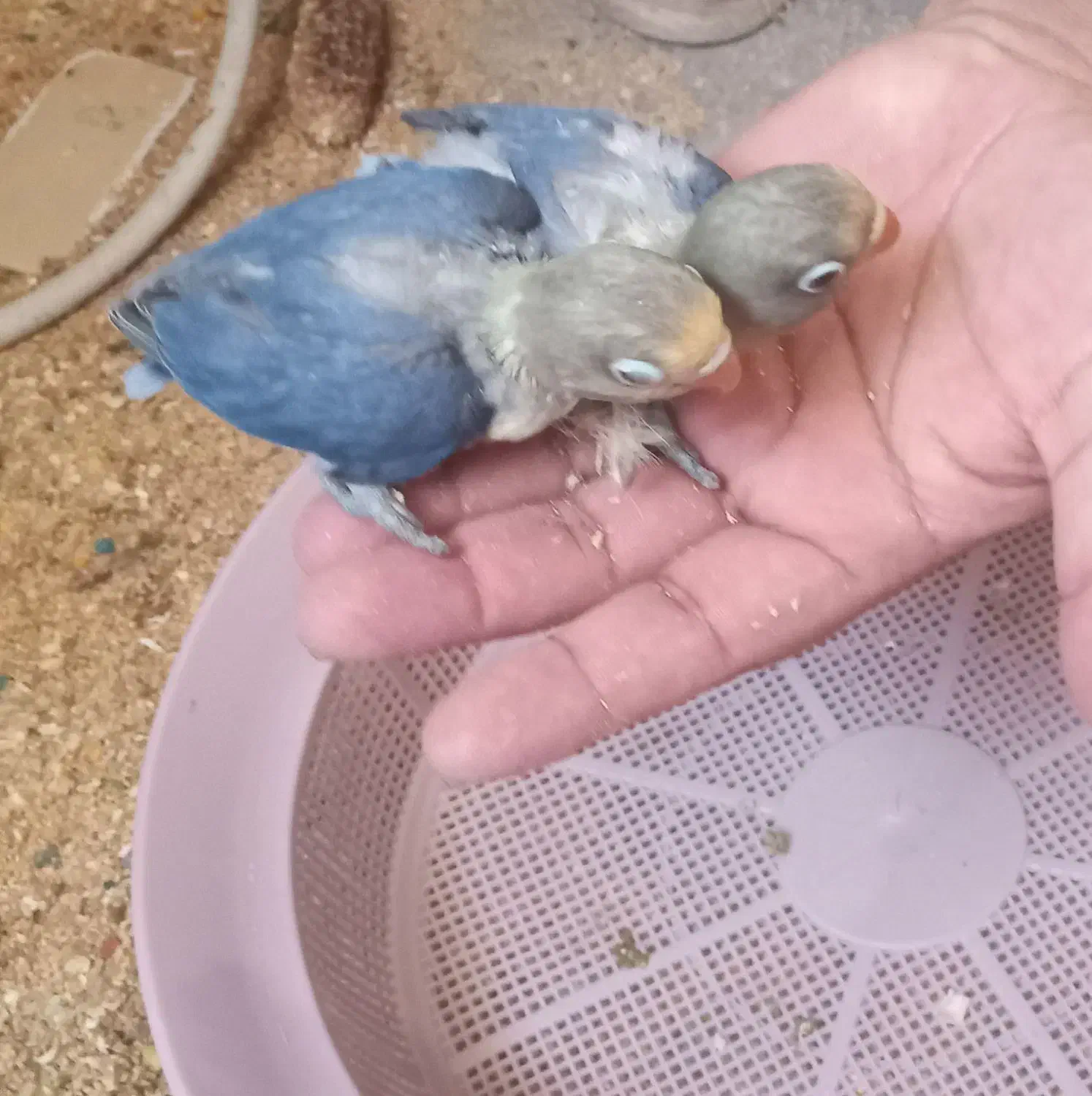 جوجه عروس کوتوله|پرنده|تربت جام, معدآباد|دیوار