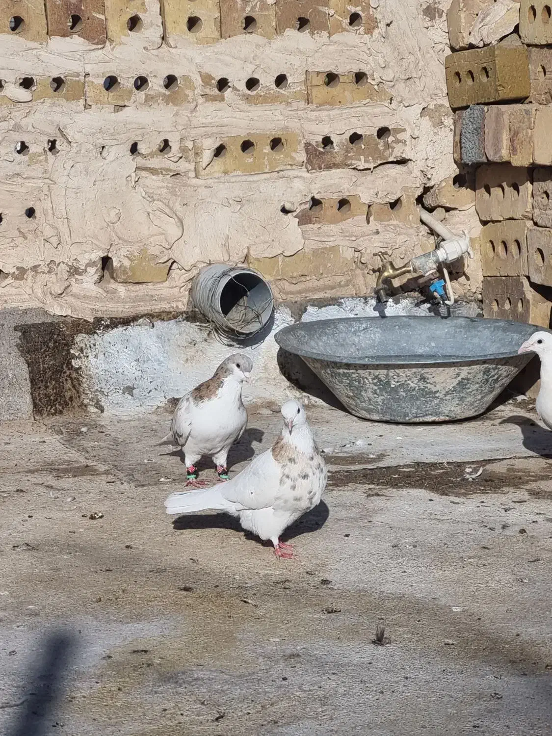 کفتر پرشی|پرنده|تایباد, |دیوار