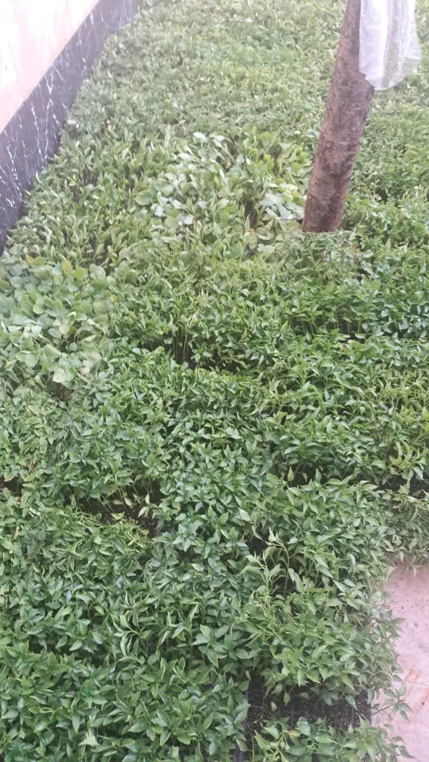 نشا|خدمات باغبانی و درختکاری|نورآباد, |دیوار