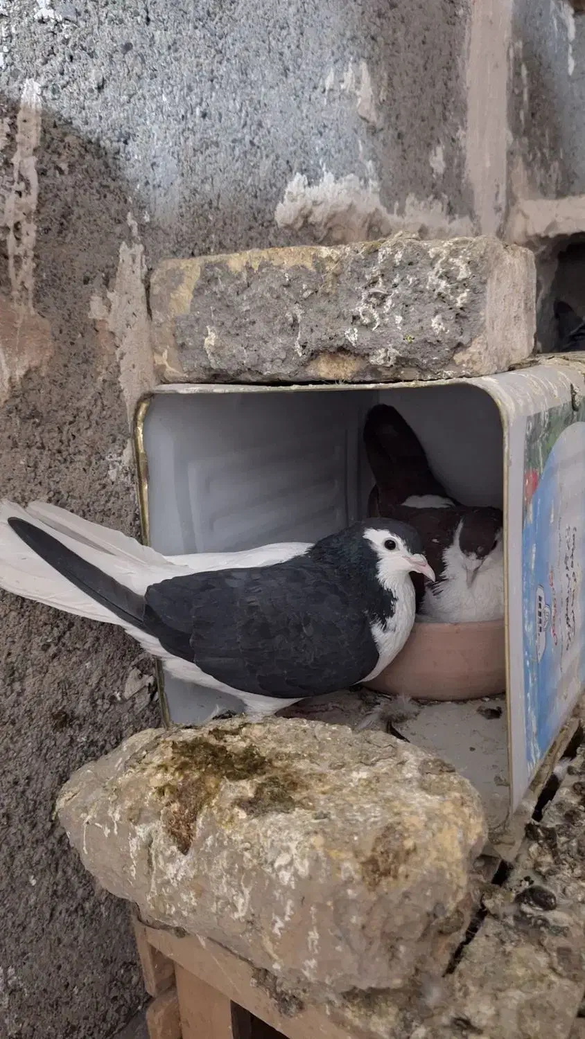کبوتر جفتگاه چپ سینه ساده کلاق دم|پرنده|مشهد, حضرت حجت|دیوار