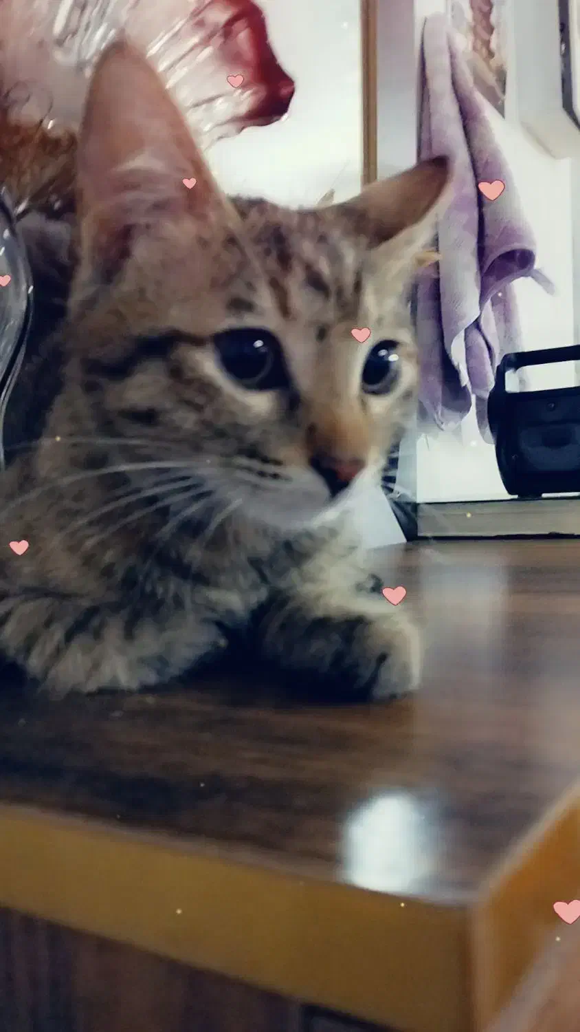 گربه گمشده|حیوانات|بجنورد, |دیوار