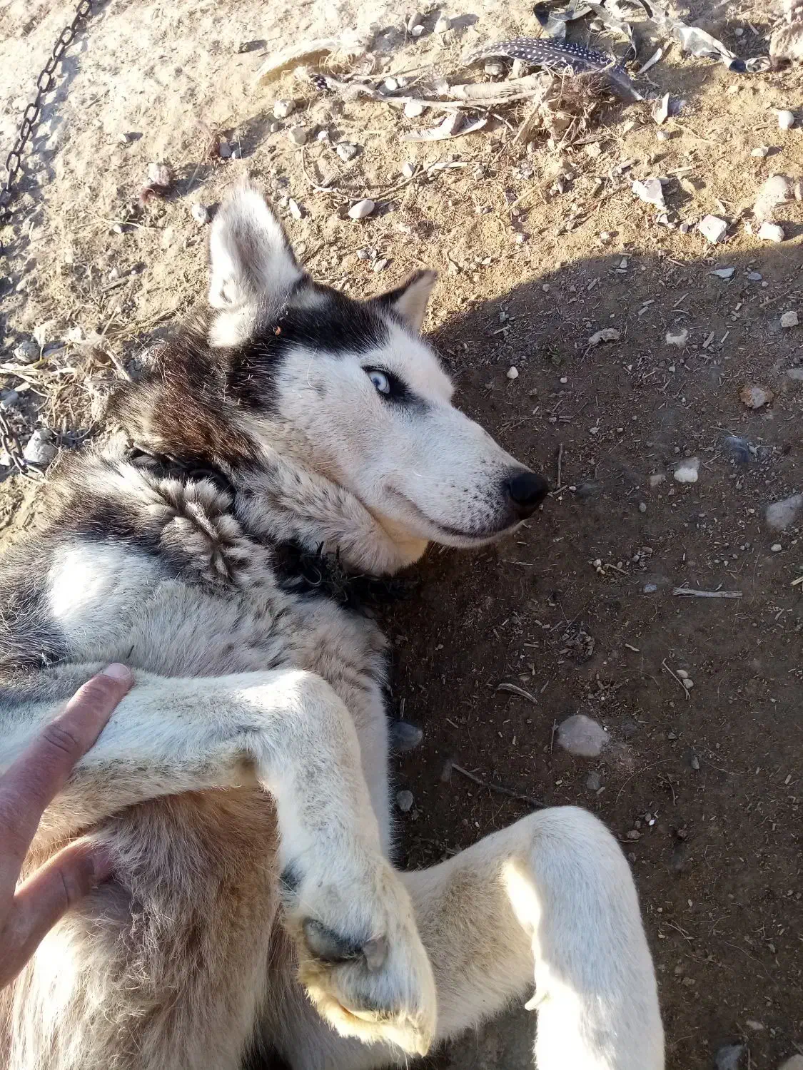 هاسکی|سگ|سیمین شهر, |دیوار