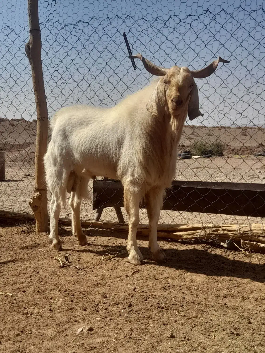 نری بذری|حیوانات مزرعه|سیرجان, |دیوار