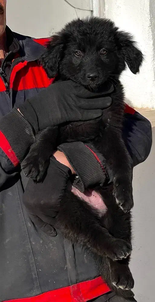 سگ ژرمن شپردبلک ماده موکلاسیک دوماه اصیل فی ۱۸ م ت|سگ|تهران, تهرانسر شمالی|دیوار