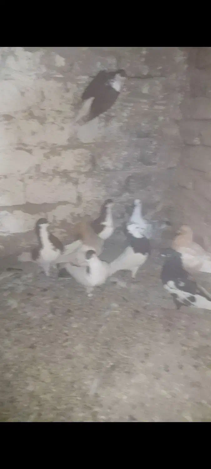 سلام تعدادی کبوتر همه رنگی هوایی|پرنده|مه ولات, |دیوار