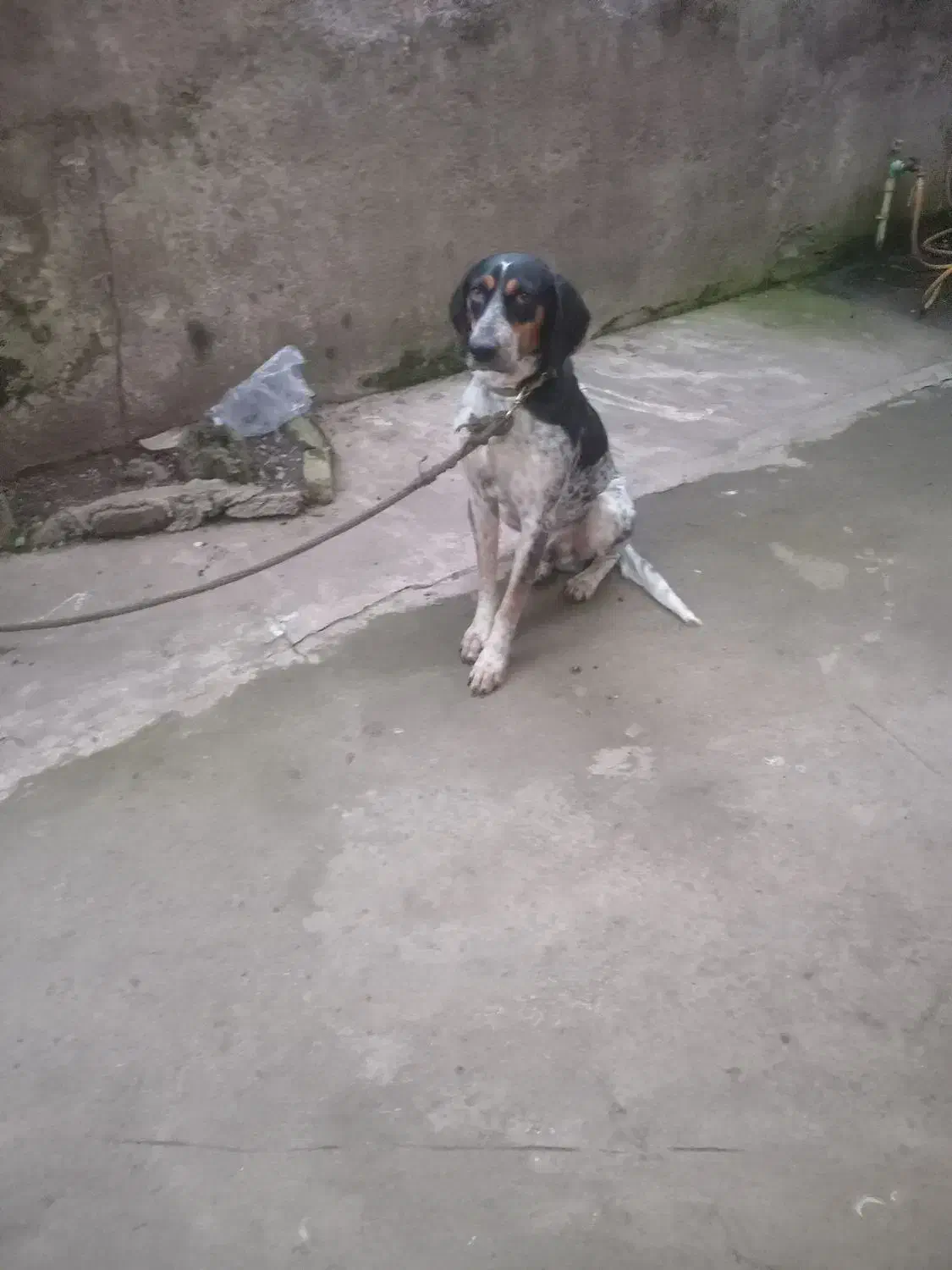 سلام.سگ شکاری نر18ماهه|سگ|لنگرود, |دیوار