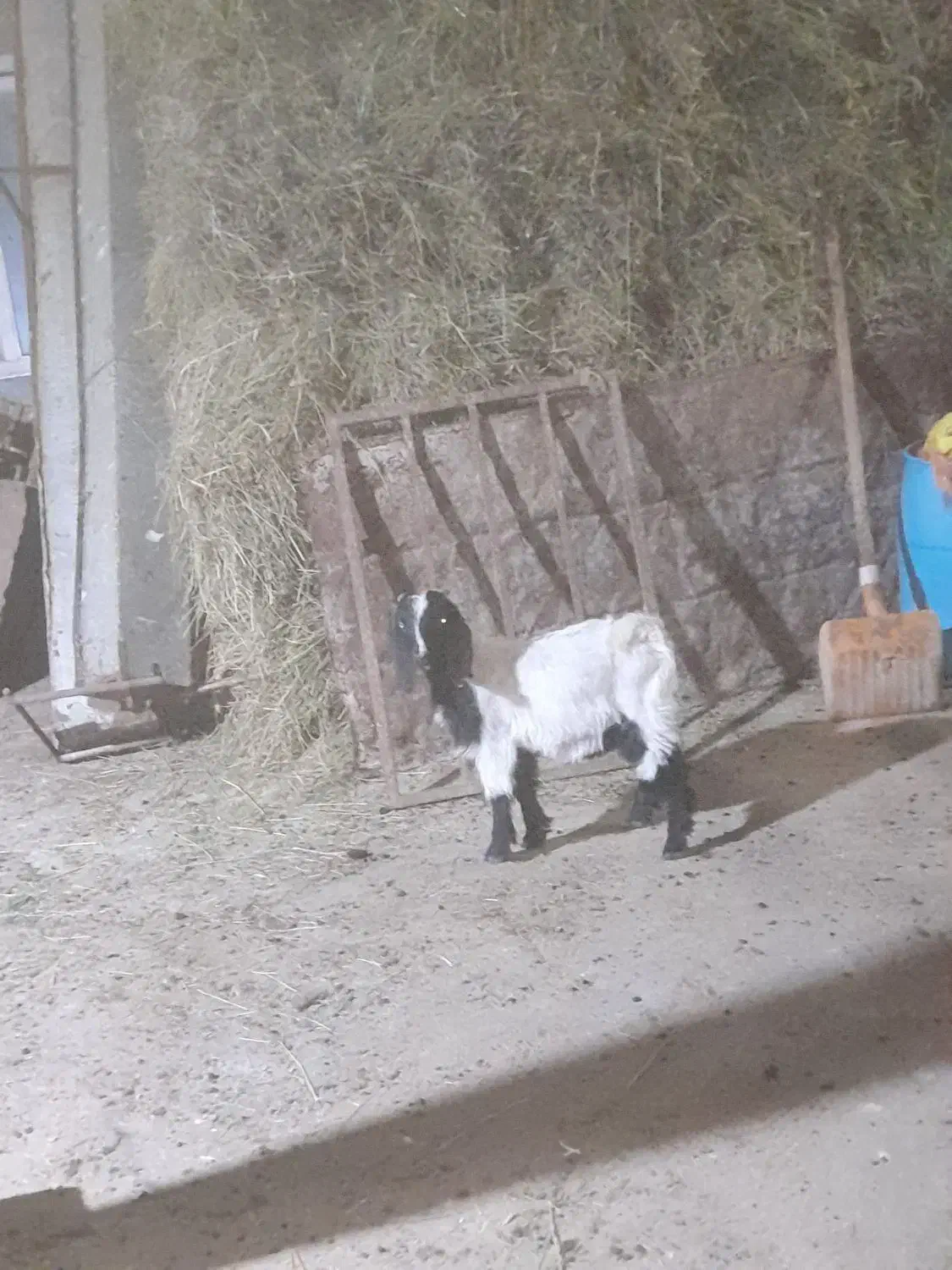 بزغاله نر عراقی|حیوانات مزرعه|قصابه, |دیوار