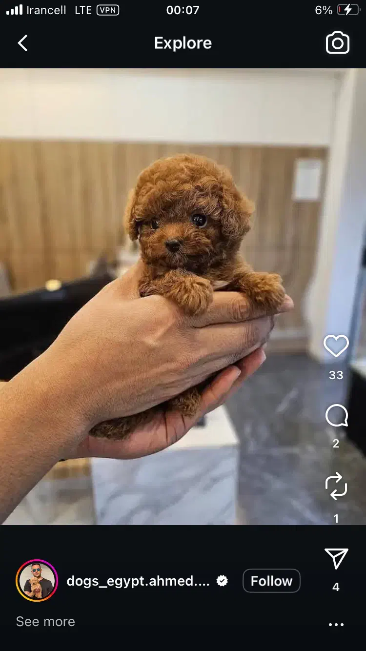 پودل|سگ|تهران, درکه|دیوار