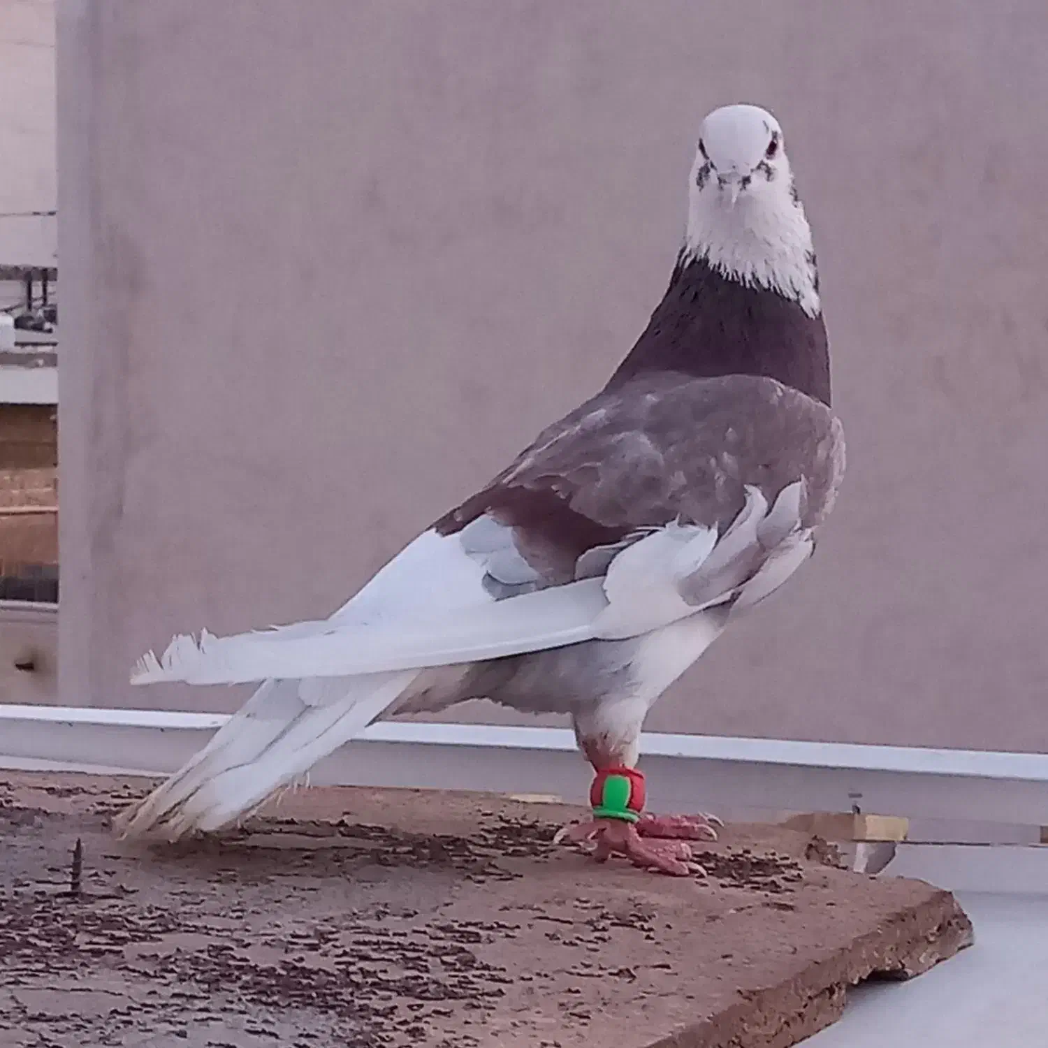 کبوتر شازده|پرنده|یزد, |دیوار