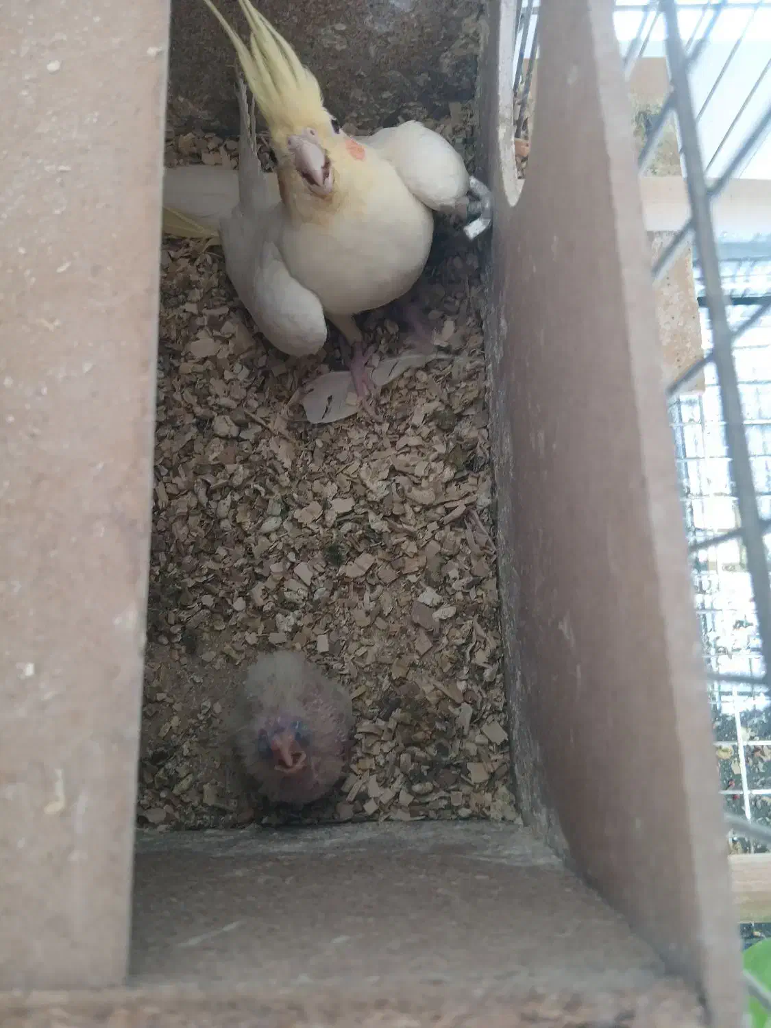 فروش یک جفت عروس با جوجه|پرنده|یزد, |دیوار